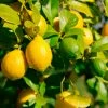 Fast Growing Trees Lemon-Lime Citrus Bush 2 Fast Growing Trees Lemon-Lime Citrus Bush