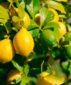Fast Growing Trees Citrus Trees Lemon-Lime Citrus Tree