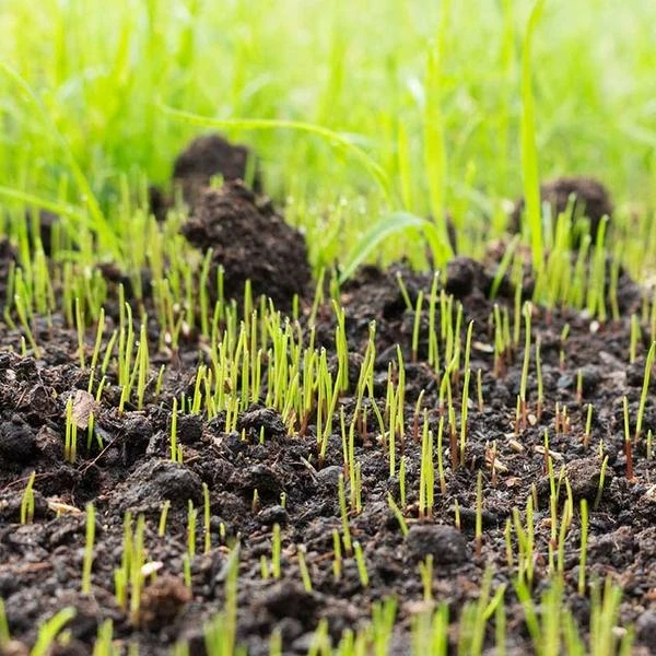 Fast Growing Trees Erosion Control Lesco Tall Fescue Select Grass Seed 6 Fast Growing Trees Erosion Control Lesco Tall Fescue Select Grass Seed