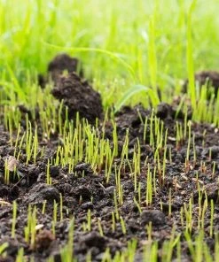 Fast Growing Trees Lesco Double Eagle Ryegrass Seed Erosion Control