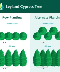 Fast Growing Trees Leyland Cypress Tree Cypress Trees