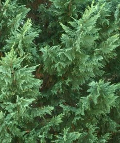 Fast Growing Trees Leyland Cypress Tree Cypress Trees