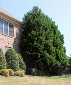 Fast Growing Trees Leyland Cypress Tree Cypress Trees