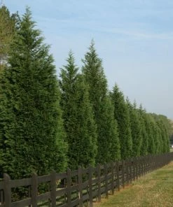 Fast Growing Trees Leyland Cypress Tree Cypress Trees