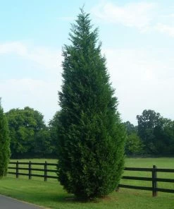 Fast Growing Trees Leyland Cypress Tree Cypress Trees