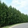 Fast Growing Trees Leyland Cypress Tree Cypress Trees 1 Fast Growing Trees Leyland Cypress Tree Cypress Trees