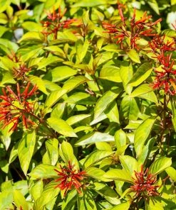 Fast Growing Trees Lime Sizzler™ Firebush See All Shrubs & Hedges