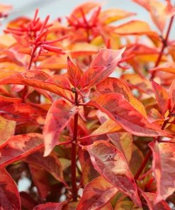 Fast Growing Trees Lime Sizzler™ Firebush See All Shrubs & Hedges