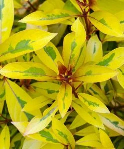 Fast Growing Trees Lime Sizzler™ Firebush See All Shrubs & Hedges