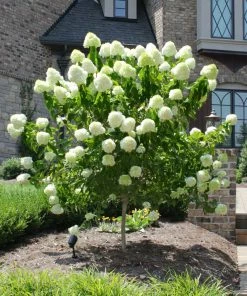 Fast Growing Trees See All Flowering Trees Limelight Hydrangea Tree