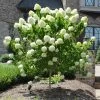 Fast Growing Trees See All Flowering Trees Limelight Hydrangea Tree 1 Fast Growing Trees See All Flowering Trees Limelight Hydrangea Tree