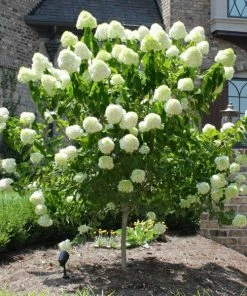Fast Growing Trees See All Flowering Trees Limelight Hydrangea Tree
