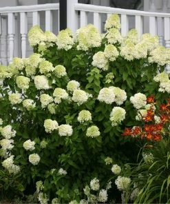 Fast Growing Trees Limelight Hydrangea Shrub See All Flowering Trees