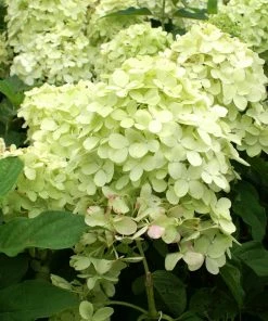 Fast Growing Trees Limelight Hydrangea Shrub See All Flowering Trees 9 Fast Growing Trees Limelight Hydrangea Shrub See All Flowering Trees
