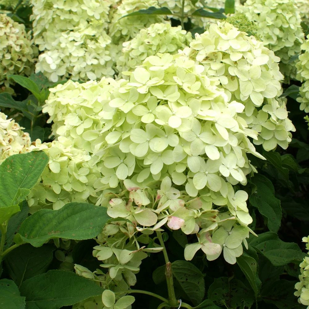 Fast Growing Trees Limelight Hydrangea Shrub See All Flowering Trees 5 Fast Growing Trees Limelight Hydrangea Shrub See All Flowering Trees