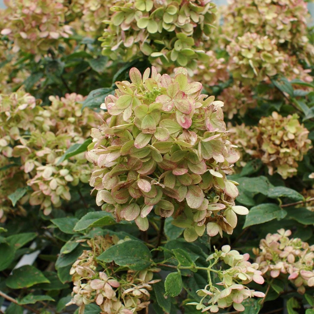 Fast Growing Trees Limelight Hydrangea Shrub See All Flowering Trees 6 Fast Growing Trees Limelight Hydrangea Shrub See All Flowering Trees