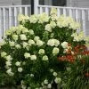 Fast Growing Trees Limelight Hydrangea Shrub See All Flowering Trees