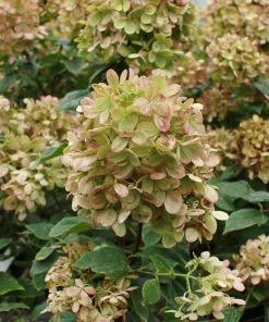 Fast Growing Trees See All Flowering Trees Limelight Hydrangea Tree