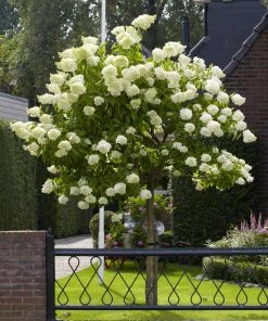Fast Growing Trees See All Flowering Trees Limelight Hydrangea Tree