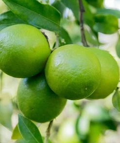 Fast Growing Trees Limequat Citrus Tree 8 Fast Growing Trees Limequat Citrus Tree