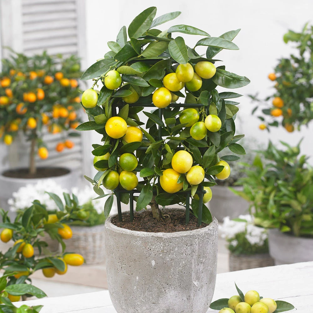 Fast Growing Trees Limequat Citrus Tree 4 Fast Growing Trees Limequat Citrus Tree