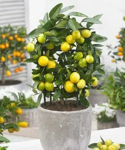 Fast Growing Trees Our Newest Arrivals Limequat Tree