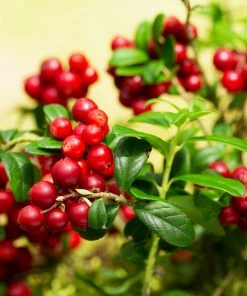 Fast Growing Trees Lingonberry Plant