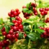 Fast Growing Trees Lingonberry Plant