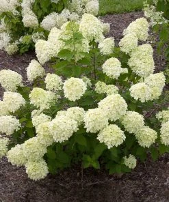 Fast Growing Trees Little Lime® Hydrangea Shrub See All Flowering Trees
