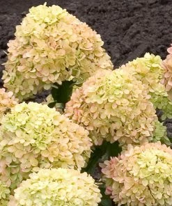 Fast Growing Trees Little Lime® Hydrangea Shrub See All Flowering Trees