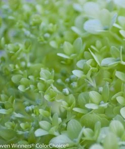 Fast Growing Trees Little Lime® Hydrangea Shrub See All Flowering Trees