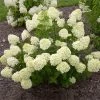 Fast Growing Trees Little Lime® Hydrangea Shrub See All Flowering Trees