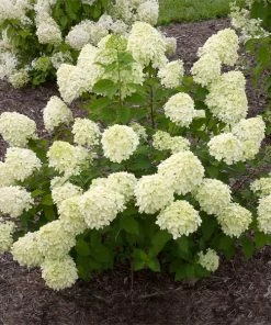 Fast Growing Trees Little Lime® Hydrangea Shrub See All Flowering Trees