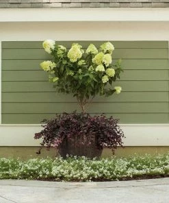 Fast Growing Trees Little Lime® Hydrangea Tree See All Flowering Trees
