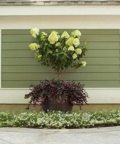 Fast Growing Trees Little Lime® Hydrangea Tree See All Flowering Trees