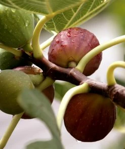 Fast Growing Trees Little Miss Figgy™ Tree - USDA Organic Fig Trees