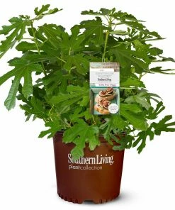 Fast Growing Trees Fig Trees Little Miss Figgy™ Tree 11 Fast Growing Trees Fig Trees Little Miss Figgy™ Tree