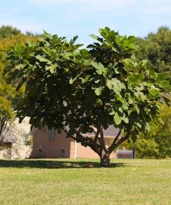 Fast Growing Trees Fig Trees Little Miss Figgy™ Tree 12 Fast Growing Trees Fig Trees Little Miss Figgy™ Tree