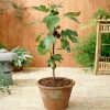 Fast Growing Trees Little Miss Figgy™ Tree - USDA Organic Fig Trees