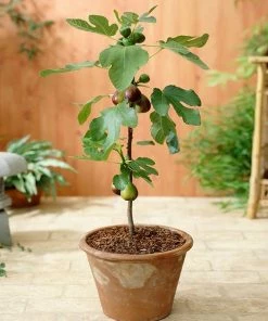 Fast Growing Trees Little Miss Figgy™ Tree - USDA Organic Fig Trees