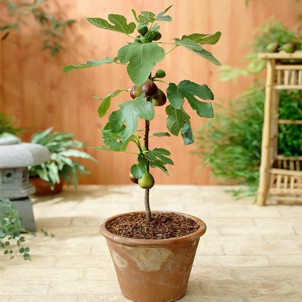 Fast Growing Trees Fig Trees Little Miss Figgy™ Tree 3 Fast Growing Trees Fig Trees Little Miss Figgy™ Tree