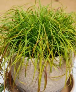 Fast Growing Trees Little Miss Dwarf Maiden Grass