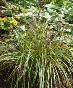 Fast Growing Trees Little Miss Dwarf Maiden Grass