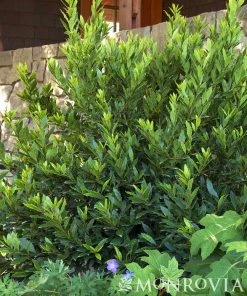 Fast Growing Trees Little Ragu® Sweet Bay Shrub Laurel Shrubs