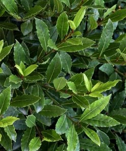 Fast Growing Trees Little Ragu® Sweet Bay Shrub Laurel Shrubs