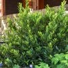 Fast Growing Trees Little Ragu® Sweet Bay Shrub Laurel Shrubs