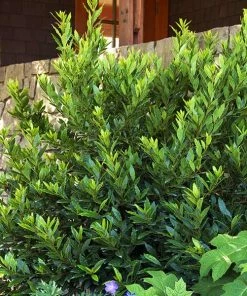 Fast Growing Trees Little Ragu® Sweet Bay Shrub Laurel Shrubs