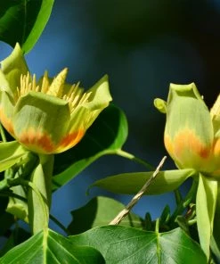 Fast Growing Trees Tulip Poplar 'Little Volunteer' See All Flowering Trees 9 Fast Growing Trees Tulip Poplar 'Little Volunteer' See All Flowering Trees