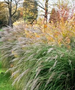 Fast Growing Trees Little Kitten Maiden Grass