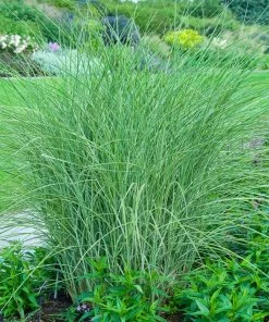 Fast Growing Trees Little Kitten Maiden Grass